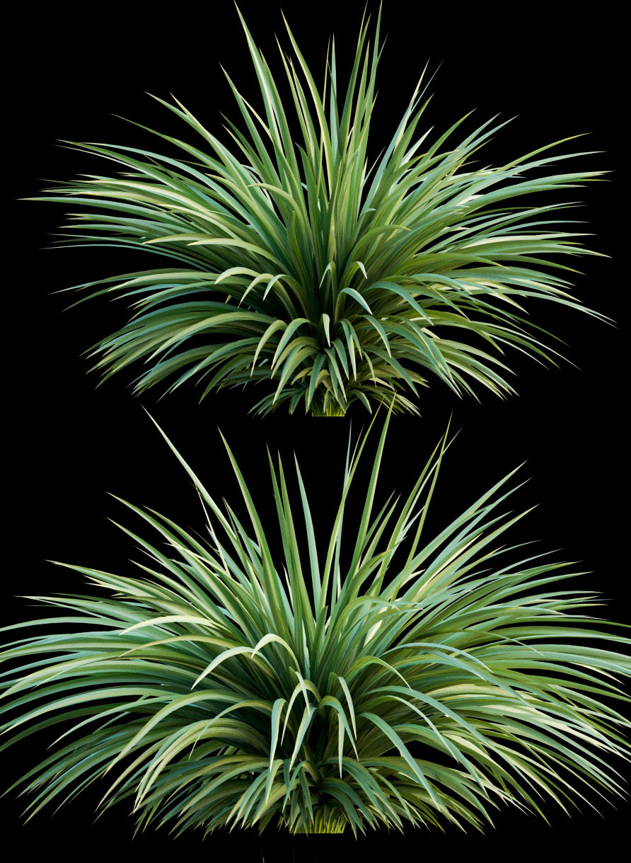 yucca plant exterior 3d model