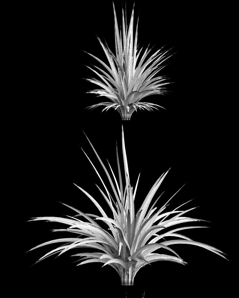 yucca plant exterior 3d model