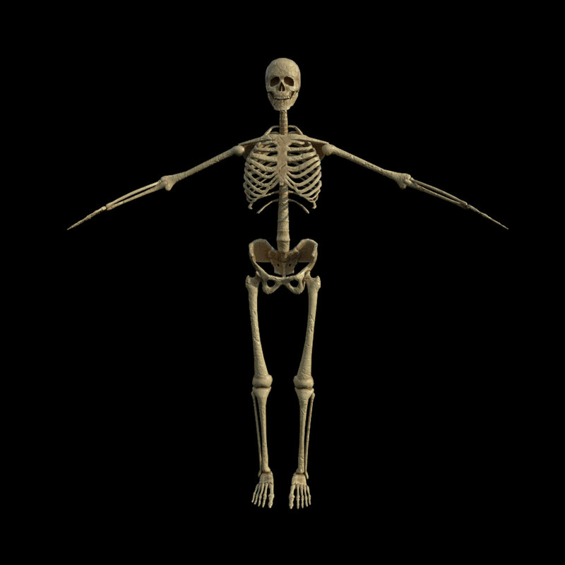 3D rigged skeleton - TurboSquid 1281558