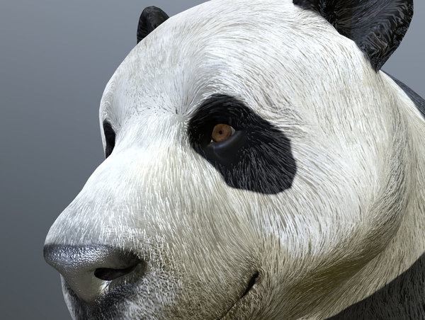 3D model panda bear animations - TurboSquid 1281958