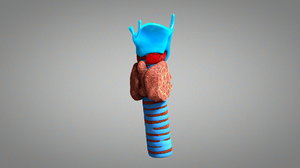 thyroid gland 3D model