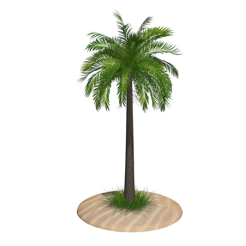 3d-palm-tree-turbosquid-1282581