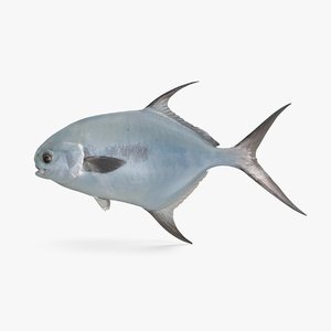 3D permit fish