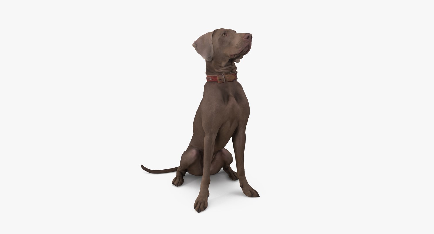 Dog weimaraner 3D model TurboSquid 1283035