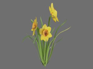 3D model daffodil plant flowers