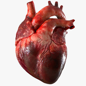 3D human heart anatomy model
