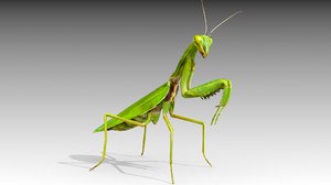 3D insect invertebrate model
