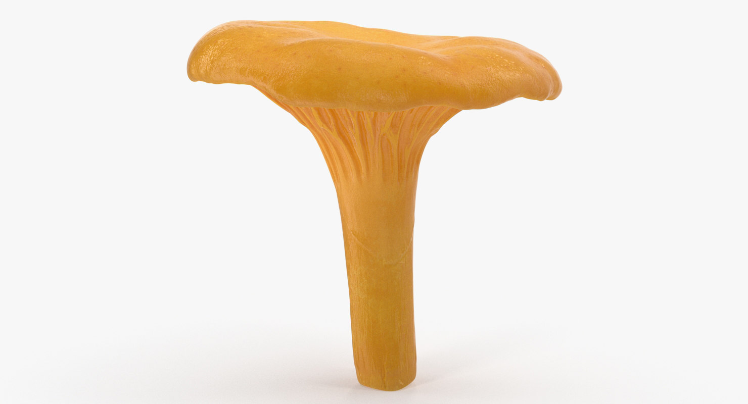 3D model young yellow chanterelle TurboSquid 1283746