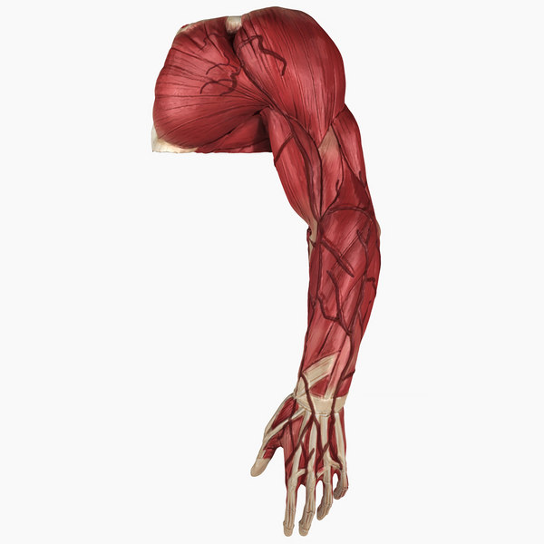 完全な男性の腕の解剖学3dモデル Turbosquid