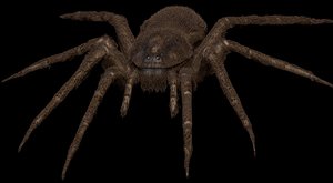 spider bug insect 3D model