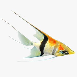 3D manacapuru angelfish animation model