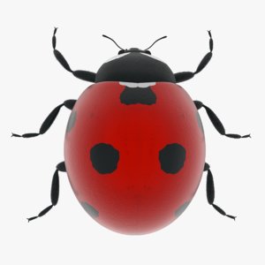 3D model ladybug