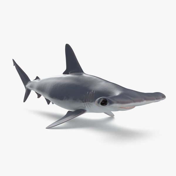 3D hammerhead shark - TurboSquid 1284622