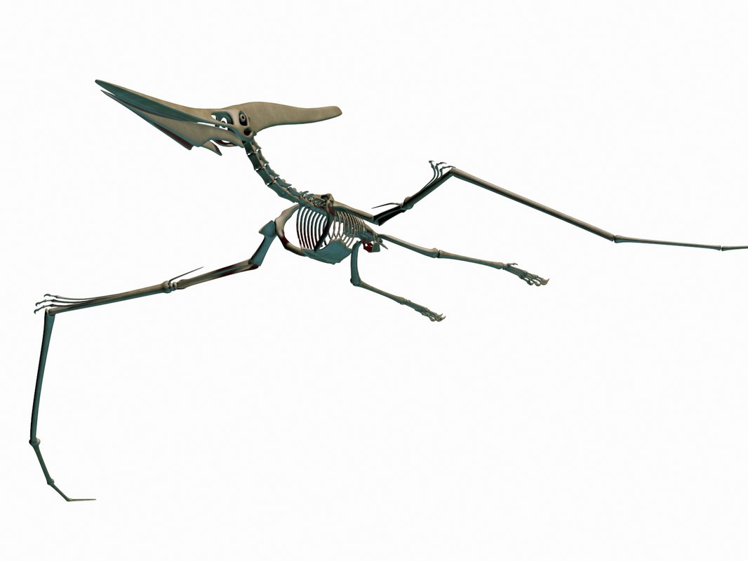 pteranodon skeleton