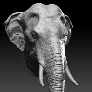 3D asian elephant head model