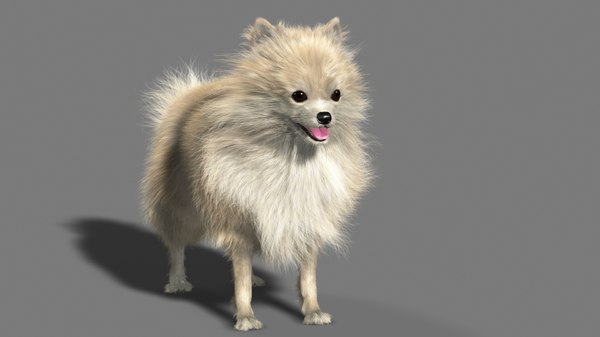 Pomeranian Rigging Fur 3d Model Turbosquid 1284815