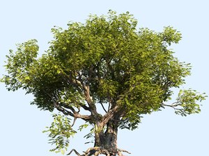 tree scanned ready 3D