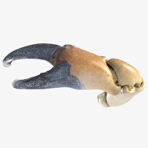 crab claw 1 3D model