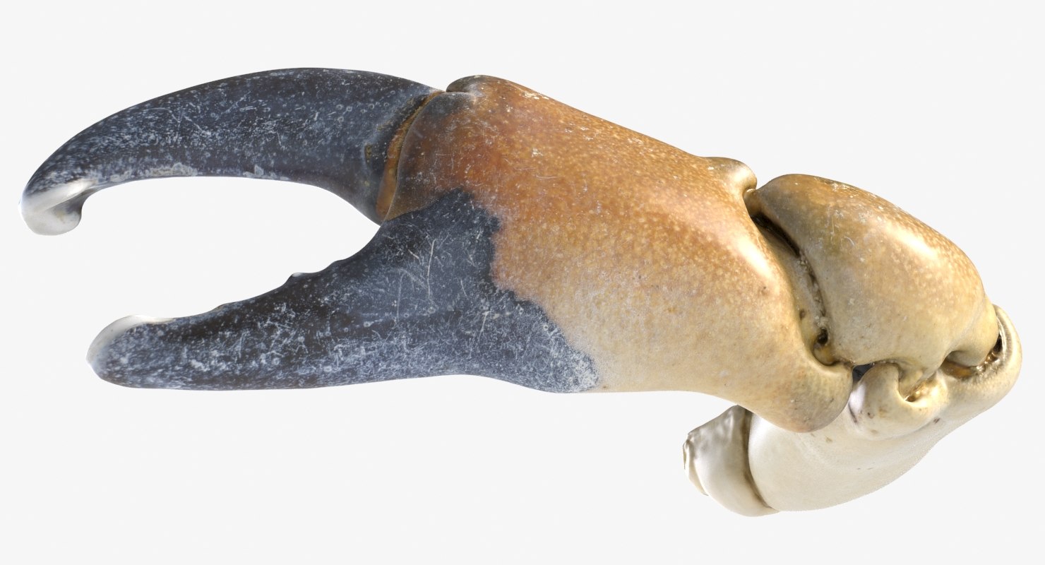 Crab claw 1 3D model - TurboSquid 1285207