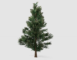 3D model fir tree