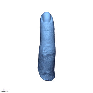 3D model body parts