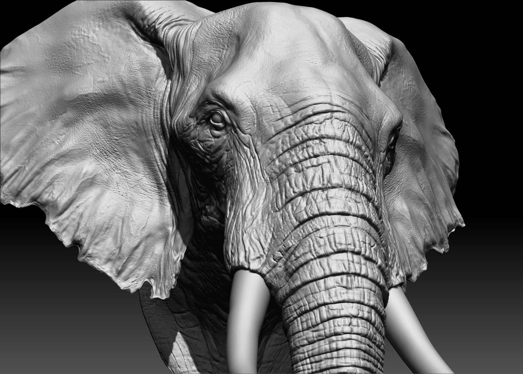 3d-model-elephant-head-turbosquid-1285471