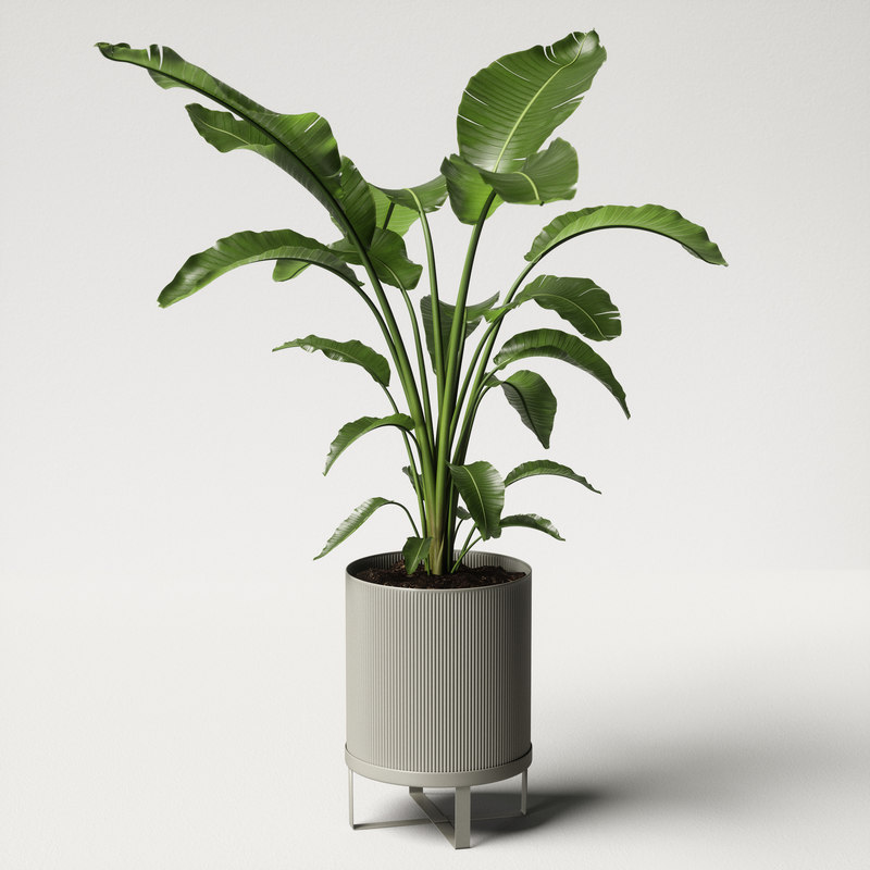 Strelitzia plant 3D model - TurboSquid 1285543