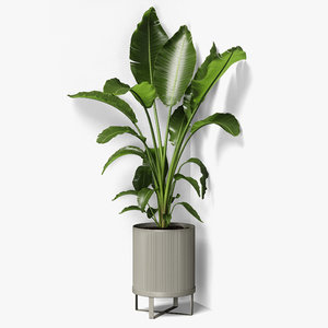 3D strelitzia plant angled model