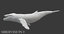 3D humpback whale animations