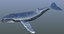 3D humpback whale animations