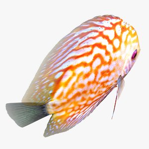 3D model discus fish 2 animation