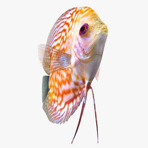 discus fish 2 rigged 3D model