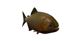 piranha fish 3D model