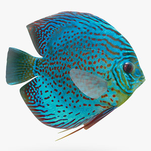 3D discus fish animation