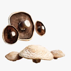 3D lightwave mushroom model