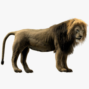 3D lion rigged fur model