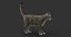 3D cat fur 2 model