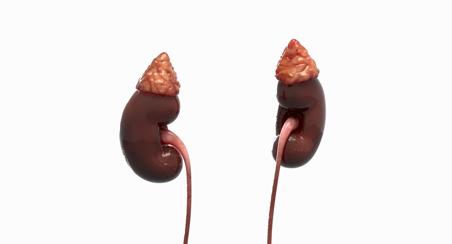 人体内脏器官3d模型