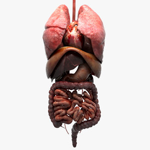 internal organs 3D model