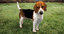 beagle dog rigged model