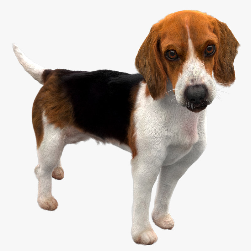 beagle dog rigged model https://static.turbosquid.