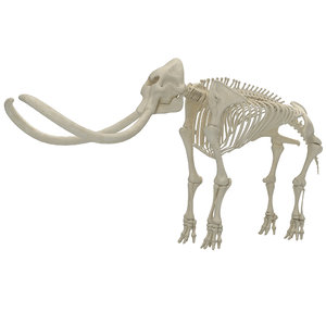 mammoth skeleton 3D model