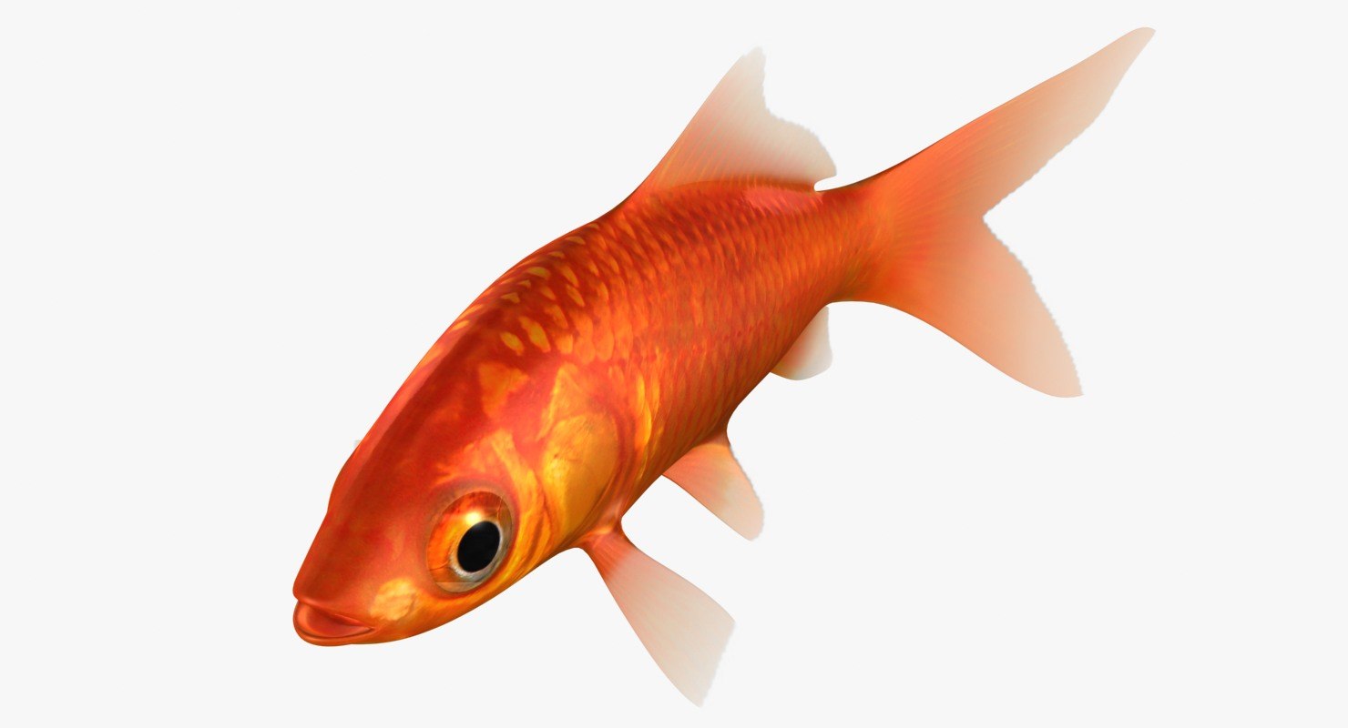 Cartoon Goldfish Images Stock Photos Vectors Shutterstock Cartoon Goldfish Images Stock Photos Vectors Shutterstock