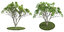 trees 5 3D model