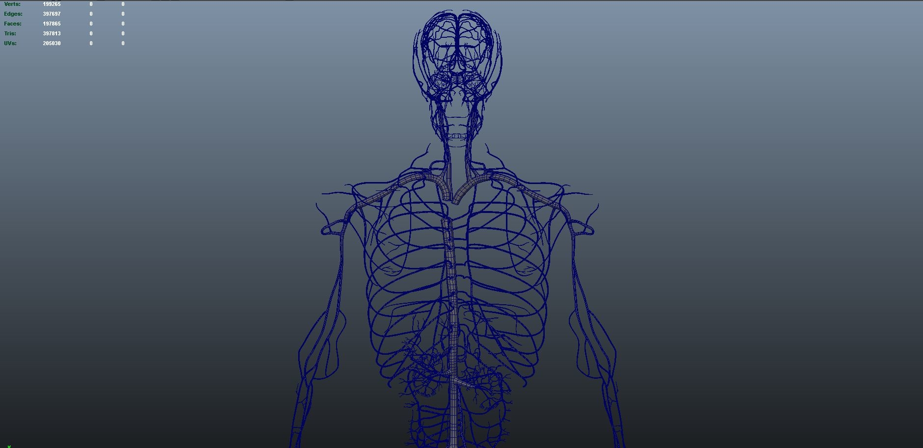 自然的身体与动脉和静脉3d模型