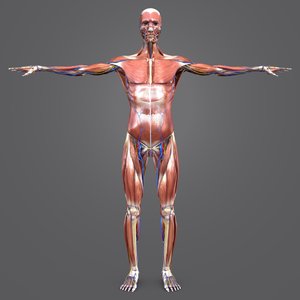 3D body natural muscles arteries veins