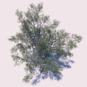 3D sycamore tree