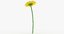 yellow daisy 3D model