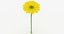 yellow daisy 3D model