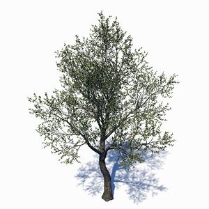 3D eucalyptus tree model
